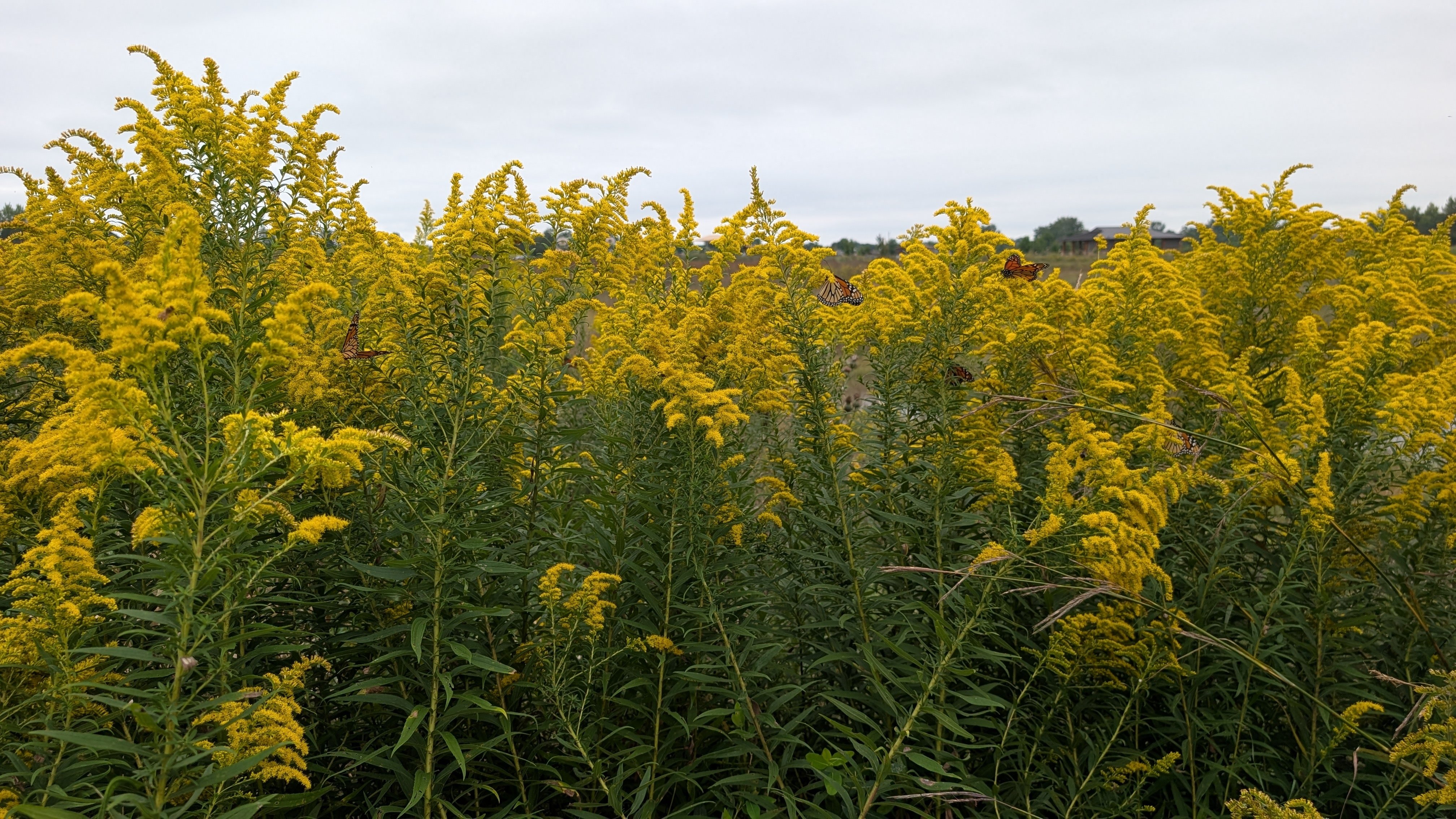 Goldenrod in a field